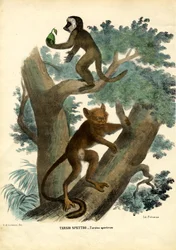 Tarsier, 1863-79